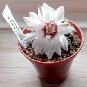 瑞昌玉仙人球实生白刺大颗白粉花白花裸萼属多肉植物