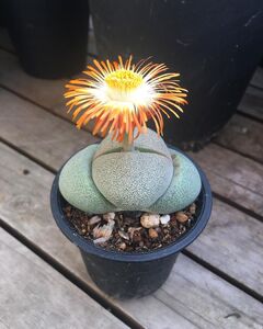 帝玉多肉植物趣味金元宝生石花番杏科绿植花公室桌面防辐射小盆栽