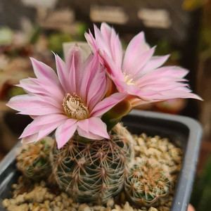 红刺罗星丸仙人球多肉植物裸萼属樱花易养易开花粉花