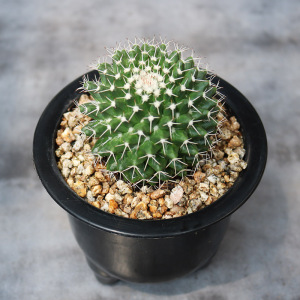 白蛇丸仙人球乳突属复色易开花雪顶白毛多肉绿植植物