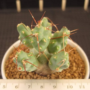 8014人付款淘宝足球团扇进口仙人球稀有品种多肉植物盆栽仙人掌科清仓