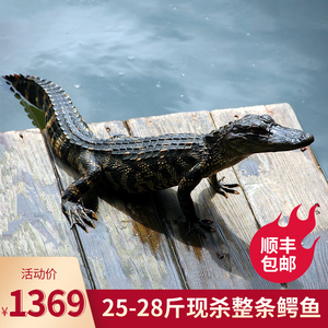 鳄破-淘宝拼多多热销鳄破货源拿货 - 阿里巴巴货源