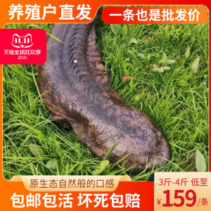 汉中大鲵肉人工养殖娃娃鱼鲜活活物食用非宠物幼苗小吃3-4斤1条