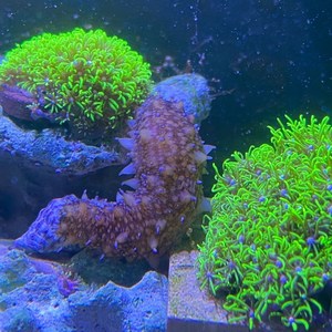 翻沙海参黑海参观赏活体海洋生物吃藻除藻海缸翻砂野生大海参宠物