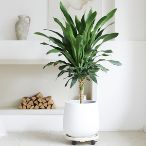 巴西木幸运木盆栽净化空气四季好养网红植物办公室内客厅大型绿植