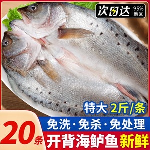 海鲈鱼开背新鲜冷冻深海七星鲈鱼海鱼卢鱼海鲜水产烤鱼半成品商用