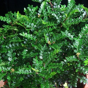 熏蚊草盆栽 防蚊j区蚊去驱赶蚊室内蚊怕草除祛避蚊子花卉植物四1