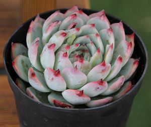 多肉吉娃娃多娃植物n吉娃娃办公室桌阳台花栽盆卉吉肉莲趣味防辐