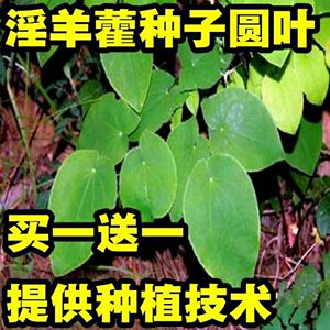 药材种子野生箭叶淫羊藿种子三枝九叶草 尖叶淫羊藿种籽圆叶