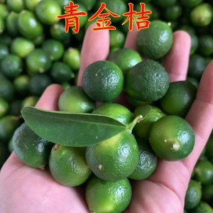 海南青金桔小青桔苗盆栽地栽青橘茶小柠檬海南蜜桔子树苗当年结果