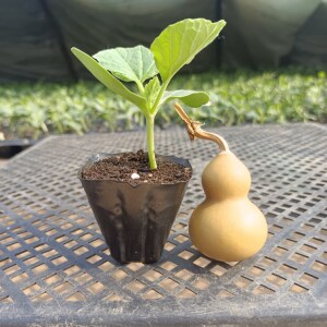 观赏手捻小葫芦苗秧种子 文玩特大葫芦籽种苗阳台盆栽葫芦种孑子