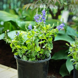 小椿日和 卷毛婆婆纳 穗花婆婆纳e蓝紫色耐热带盆种好庭院盆栽