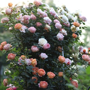 四季开花蔷薇花种子室内外爬藤绿植盆栽花卉观花牡丹月季玫瑰花籽