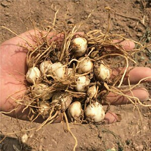 百合种球 种子苗 百合母籽兰州食用百合苗室内四季可种宜兴百合