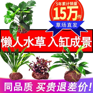 莫丝鱼草水族箱工具金丝草热带鱼缸装饰品液肥鱼缸水草活体植