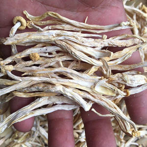 肚承鲜食品旗舰店天猫蟹味菇干货500g真姬菇古田农家特产海鲜菇天然