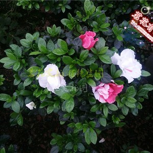 世纪工厂直营店淘宝福建五宝杜鹃青锦旗 一树多色