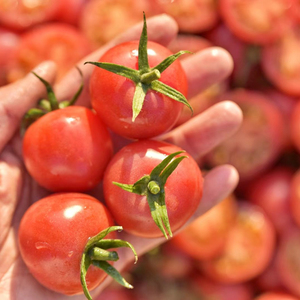 露天粉贝贝现摘圣女果食用小番茄孕妇食用千禧小番茄当季水果柿子