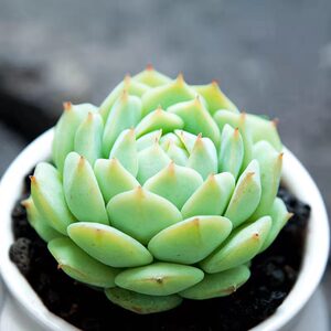 水瓶座 静夜果冻色多肉植物组合 盆栽绿植花卉办公桌面四季易养活