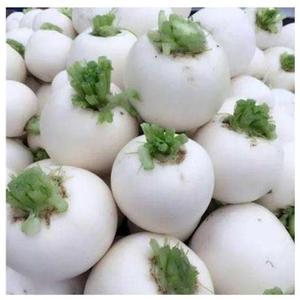 38579四川春不老萝卜种 圆白子萝卜形秋冬球种植 蔬菜种子 白萝卜