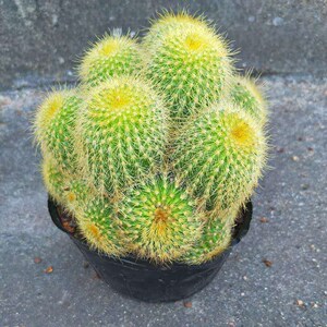 多肉植物金丝猴 仙人球盆栽金丝猴盆栽金丝猴群生带盆带土栽好