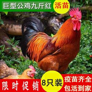 巨型公鸡九斤红鸡活苗半斤脱温小鸡苗一斤大种红玉鸡九斤黄鸡活体