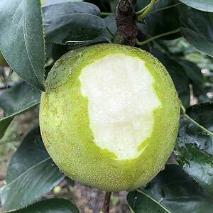 正宗江苏常州焦溪蜜梨82翠冠梨八二青皮梨子新鲜采摘果园直发10斤