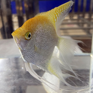 燕鱼神仙鱼金头仙秘鲁雪燕仙观赏鱼淡水耐活热带鱼活体七彩神仙鱼