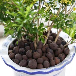 底沙生石花铺面石小陶粒造景种花盆栽水养花陶土颗粒土卫生间肉肉