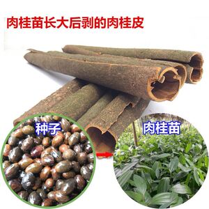 肉桂种子桂皮树苗种子树广东广西桂皮树苗桂核包邮