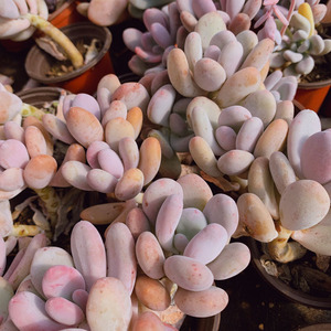 k二丫桃美人多肉桃蛋腰老蛋子桩精品花h卉绿栽小盆植昆明基地直发