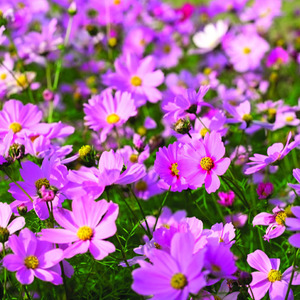 矮杆格桑花种子波斯菊花种籽室外庭院四季开花不断易活野花组合花