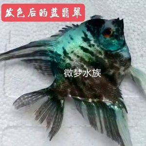 蓝翡翠神仙鱼燕鱼阿凡达精品热带鱼包邮包损观赏鱼