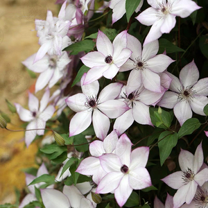 铁线莲爬藤植物带花苞大苗蓝光约瑟芬皇帝大河前卫乌托邦铁线莲苗
