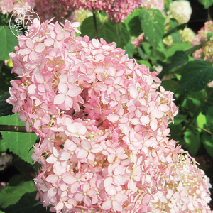 乔木圆锥绣球盆栽香草草莓青雏大苗无敌贝拉安娜粉色欧洲玫瑰绣球