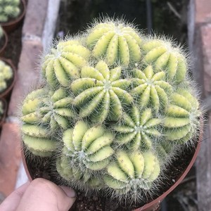 新大万重山老桩镇宅植物盆栽含盆d带土栽好办公室内防辐射绿植