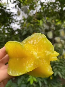 抱朴园香蜜杨桃新鲜现摘水果包邮应当季洋桃福建漳州鲜果阳桃孕妇