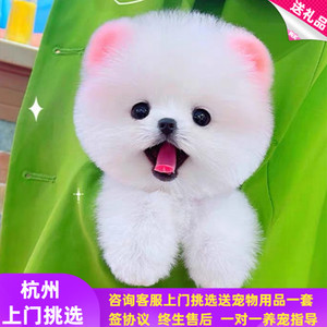杭州犬舍出售纯种茶杯犬博美幼犬活体家养长不大俊介比熊宠物狗狗