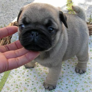 纯种巴哥幼犬哈巴狗短腿黑色白色巴哥犬法斗英斗短毛小型犬宠物狗