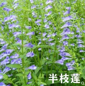 半枝莲种子野生半枝莲 种子 韩信草半边莲苗 野生的半支莲材