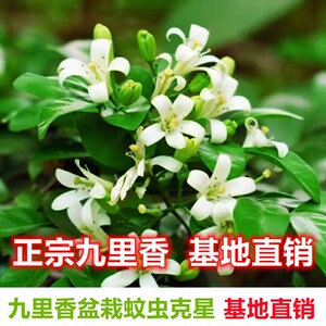 九里香盆栽树苗四季开花常青浓香花苗七里香绿植室外阳台驱蚊植物