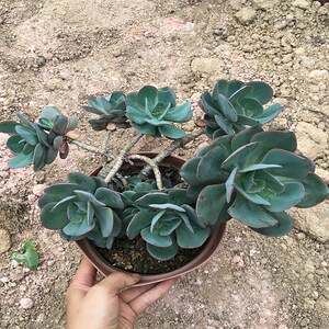 朱丽斯老桩造型多肉植物木质化老桩i一物一拍露养精品多头肉肉
