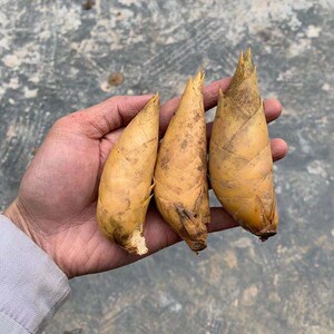 8033人付款淘宝2021新鲜小冬笋贵州农家现挖野生5斤装竹笋黄泥嫩笋甜