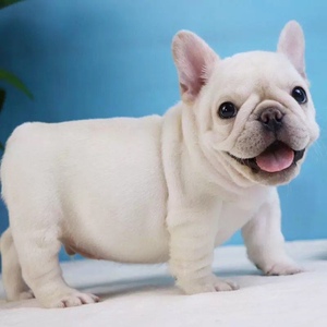 法斗幼犬纯种法国斗牛犬活体奶油色黑牛蓝牛短毛小型犬宠物狗活物