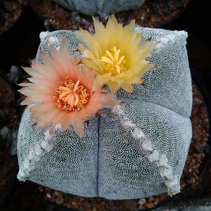 【理想家园-仙人球四角鸾凤玉】会开花多肉植物随机发y货花色落地