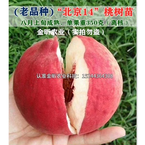 老品种桃树苗嫁接北京14桃苗八月上旬成熟脆甜离核桃树南北方种植