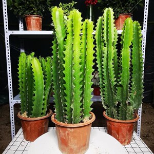 巴西龙骨盆栽植物仙人掌招财树窗阳台客厅特价柱多肉红色净化空气