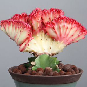 新款彩麒麟盆栽仙人掌室内客厅春峰绿植多肉植物旺宅好养花卉金麒