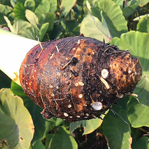 湖南永州江永特产香芋