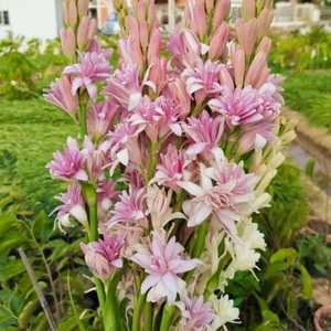 乐享园艺   晚香玉种球重瓣阳台庭院花园植物易养花卉白色切花